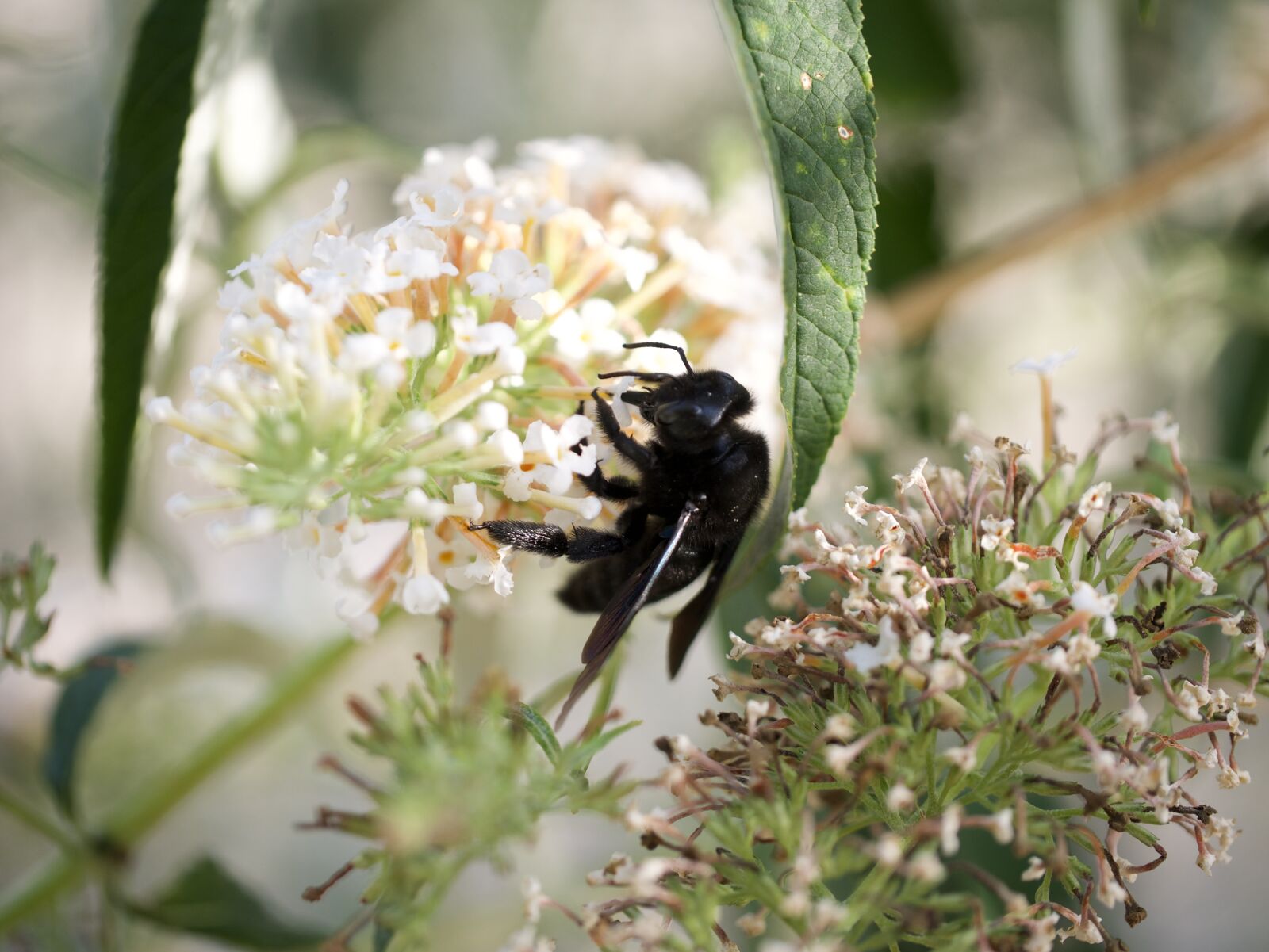 Panasonic Lumix DMC-G7 sample photo. Bee, xylocopa violacea, honey photography