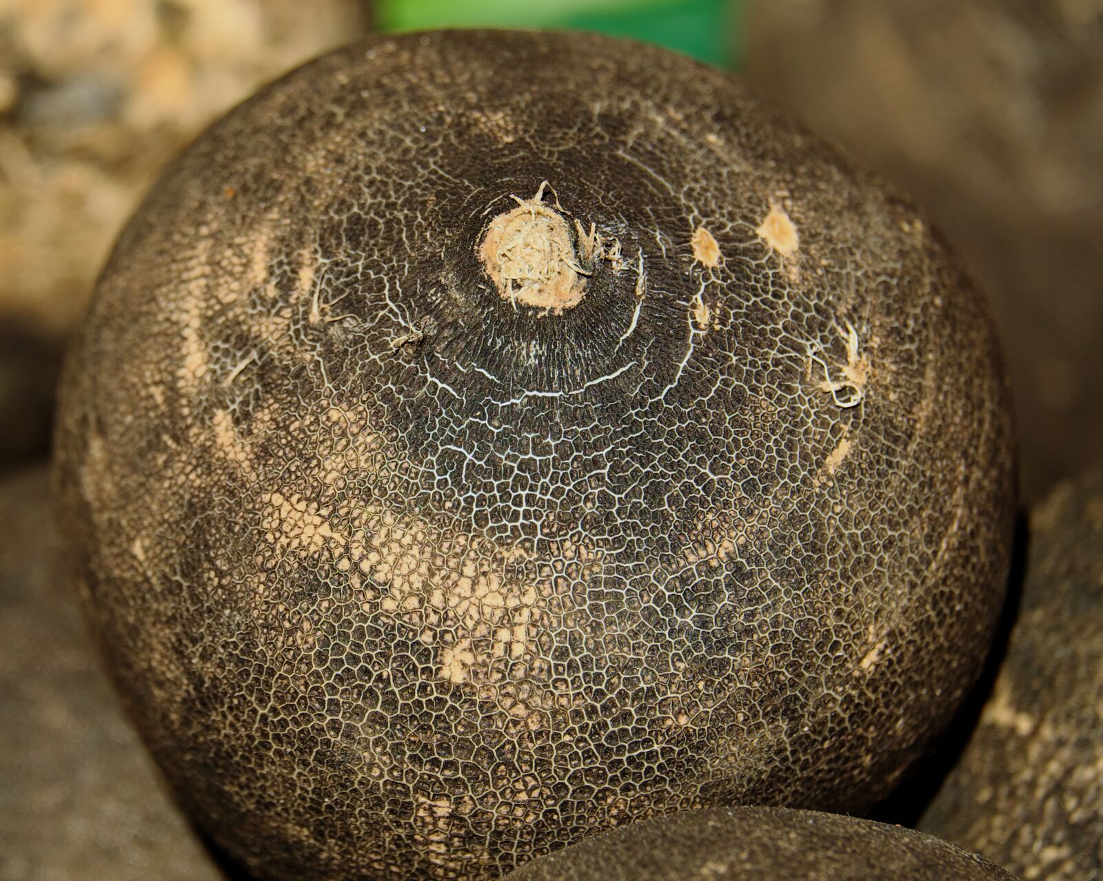 Fujifilm XF 55-200mm F3.5-4.8 R LM OIS sample photo. Black winter radish, radish photography