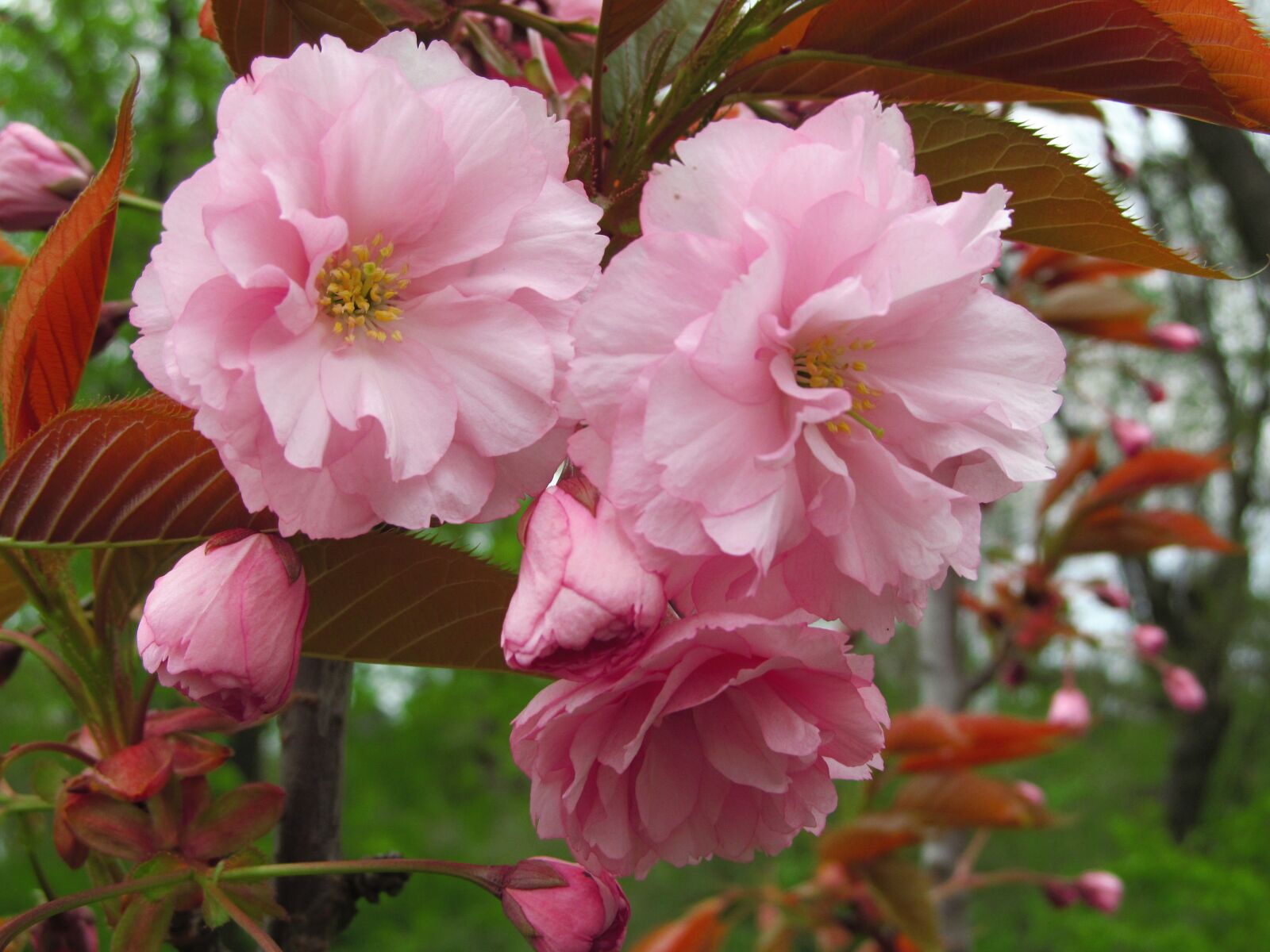 Canon PowerShot SX150 IS sample photo. Flower, blossom, spring photography