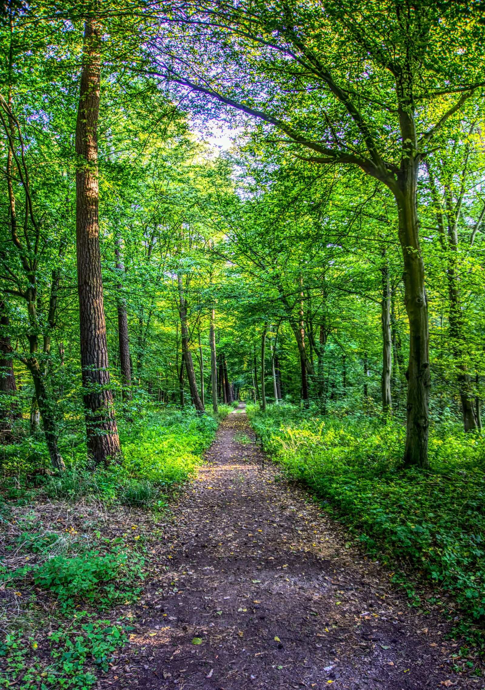 Sony a6000 sample photo. Forest, forest path, leaves photography