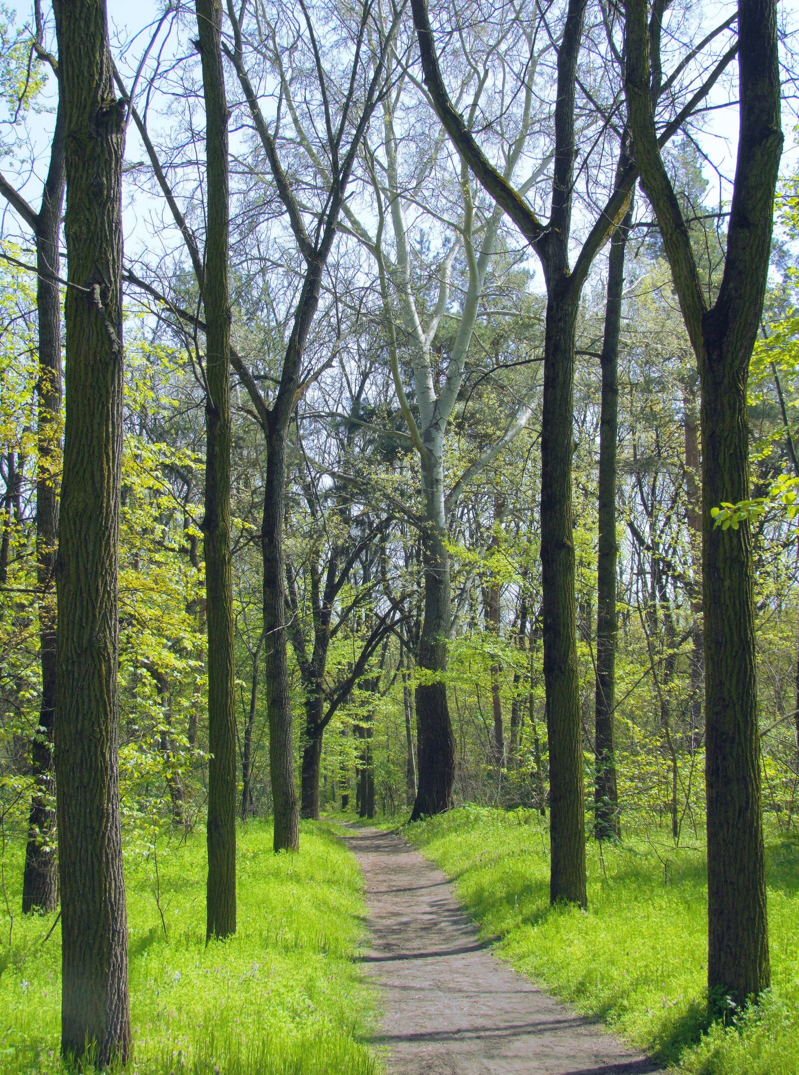 Fujifilm FinePix S100fs sample photo. Forest road, spring, green photography