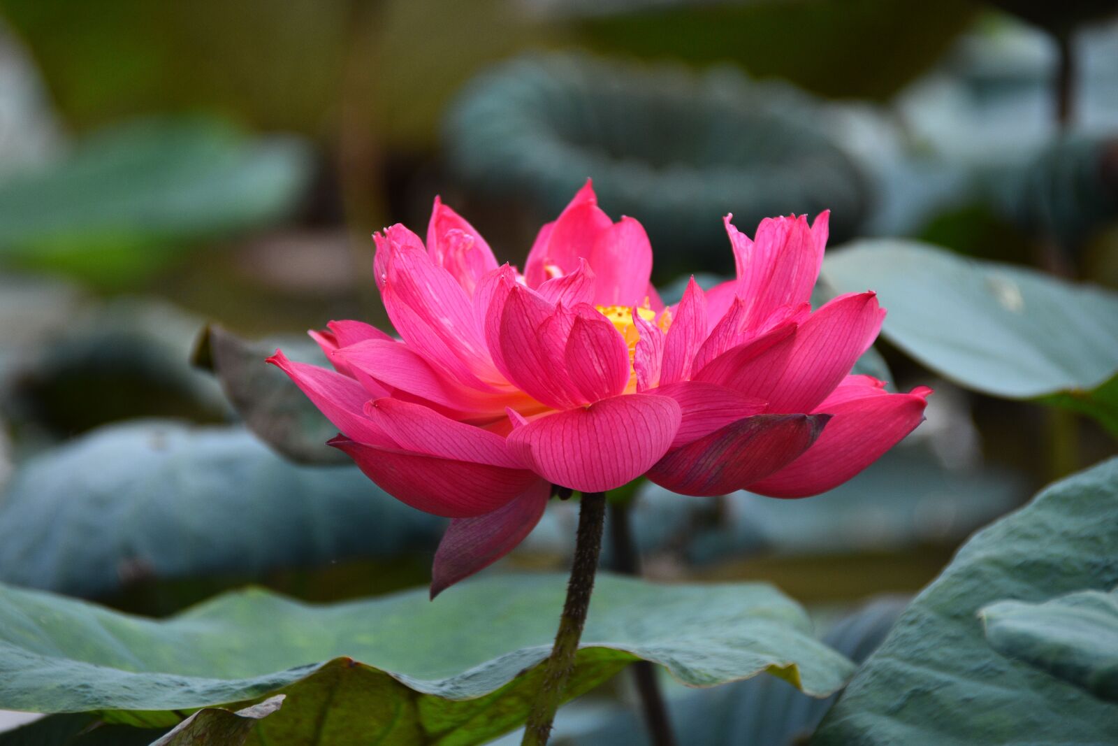 Nikon D7200 sample photo. Lotus, flower, lagoon photography