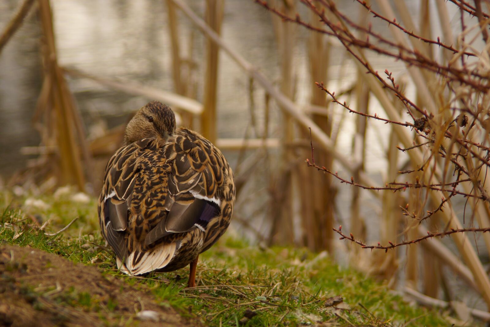 Sony SLT-A77 sample photo. Duck, nature, pond photography