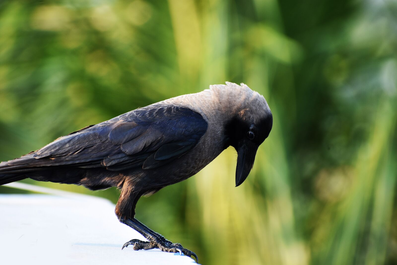 Nikon D3400 sample photo. Bird, crow, feather photography