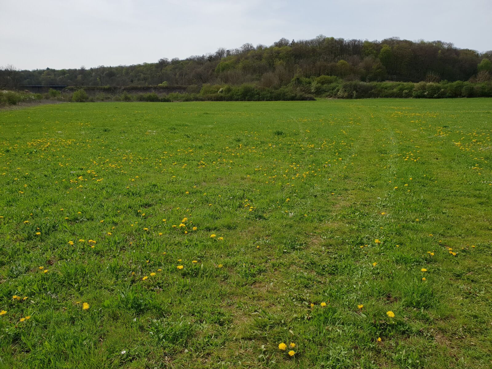 Samsung SM-G960F sample photo. Prairie, green, nature photography