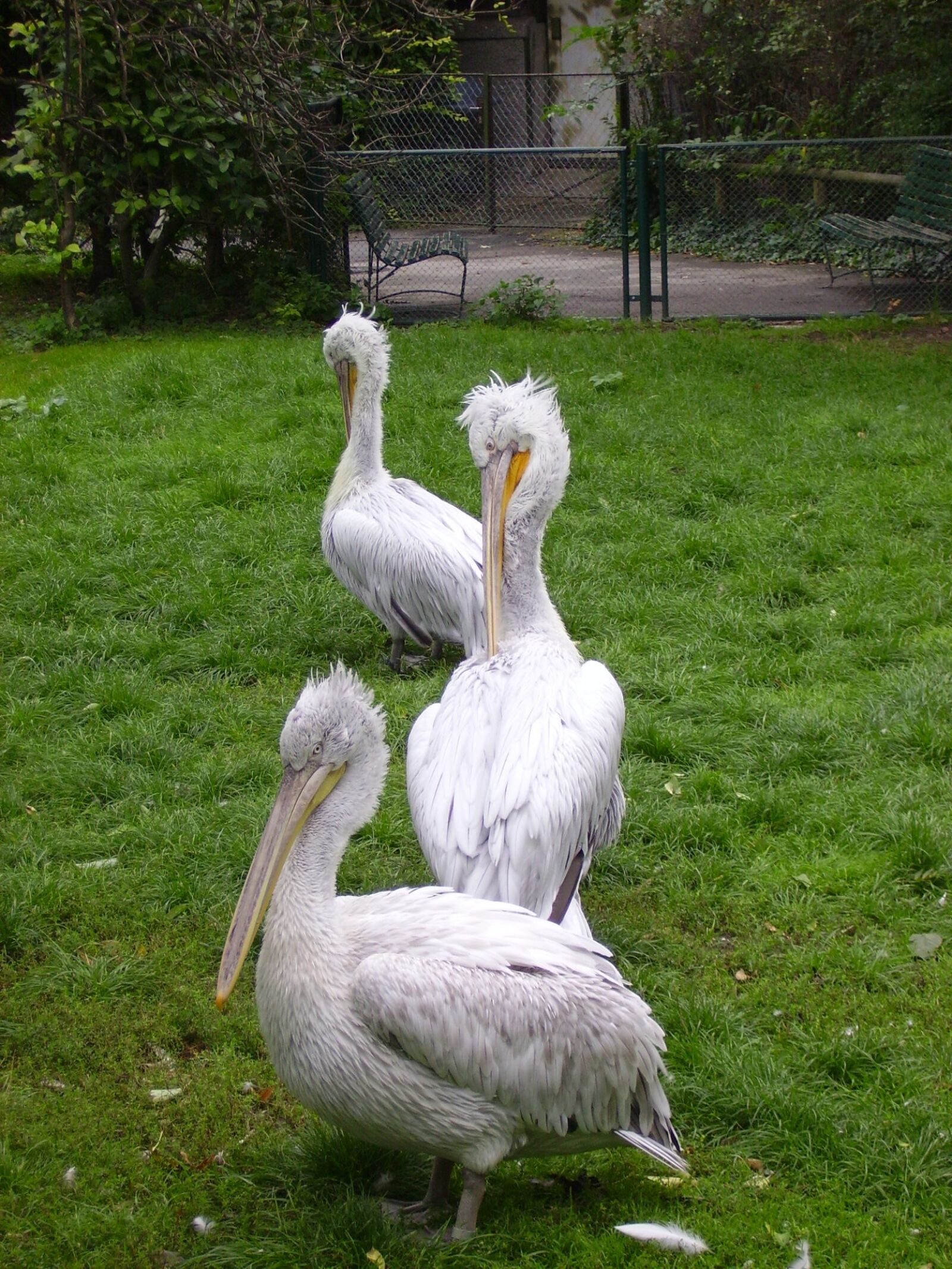 CAMERA 5MP-9Q3 sample photo. Pelikan, zoo, bird photography