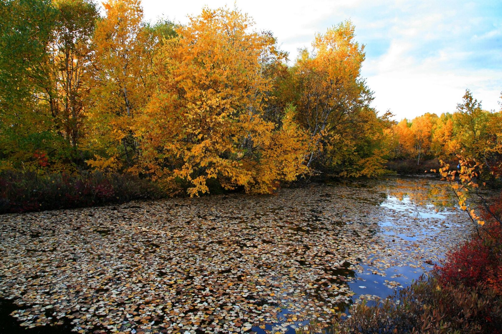 Canon EOS 5D sample photo. Autumn, fallen leaves, lake photography