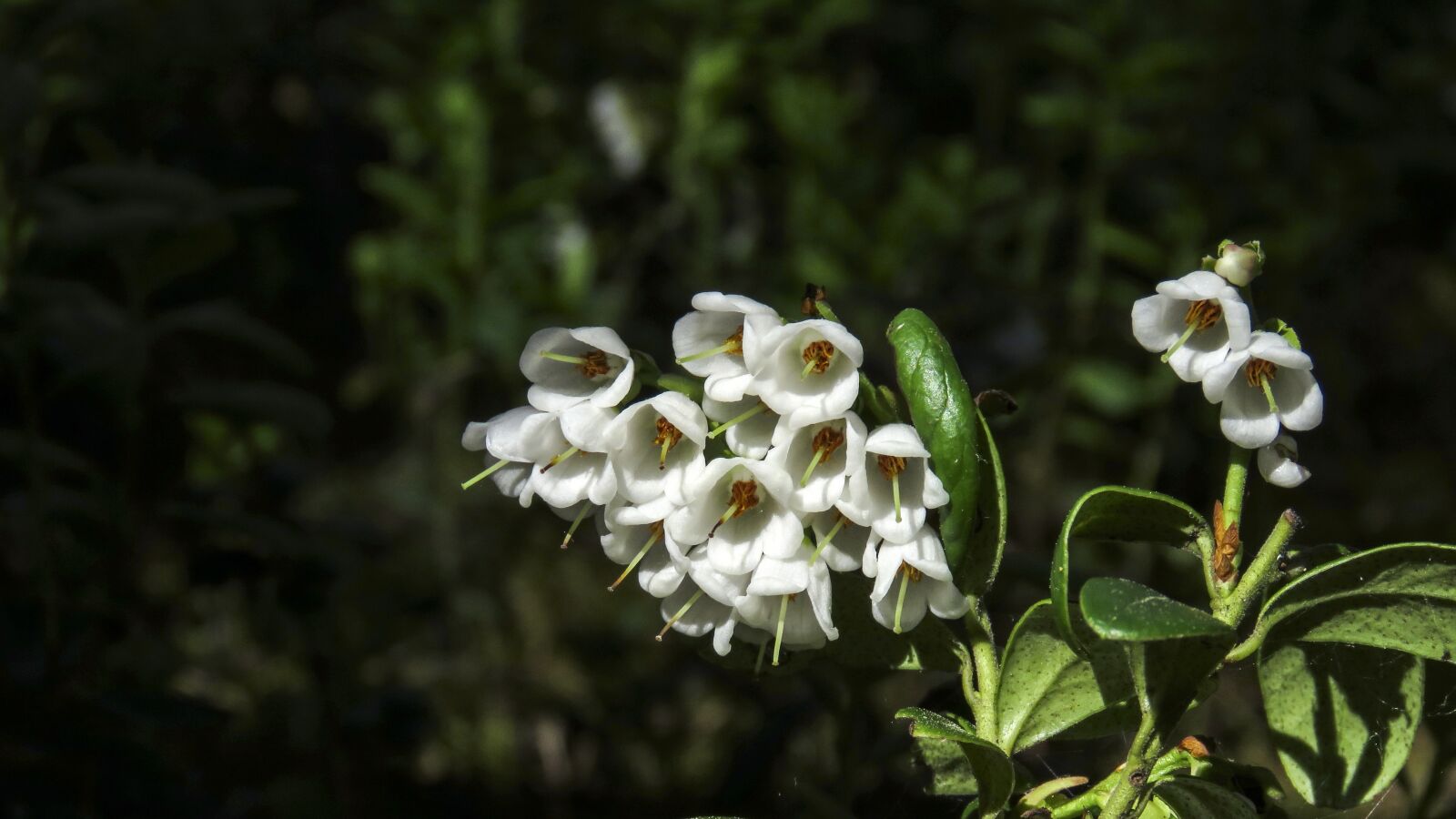 Canon PowerShot SX60 HS sample photo. Flowers, cranberries, bloom photography