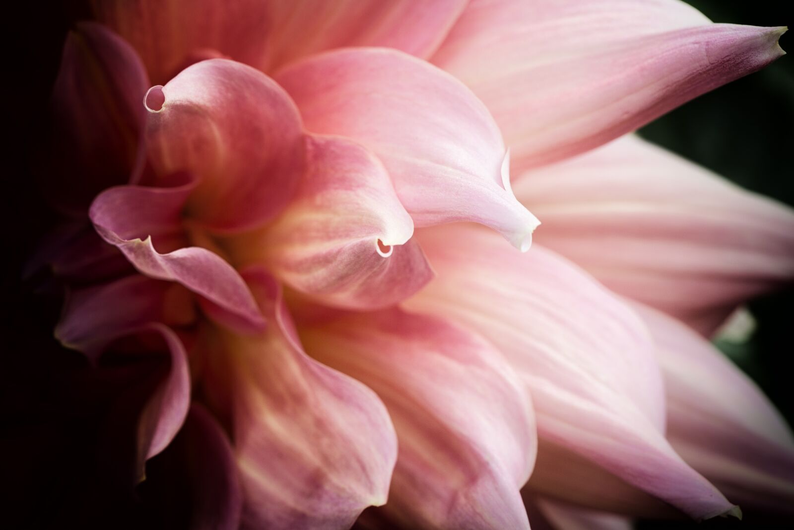 Canon EF 100mm F2.8L Macro IS USM sample photo. Flower, macro, garden photography