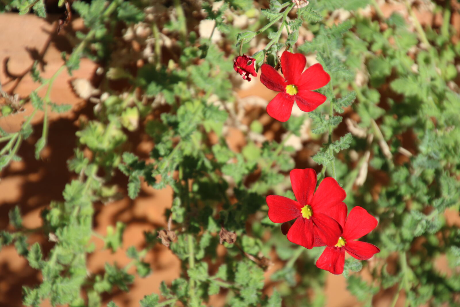 Canon EOS 7D Mark II sample photo. Garden, red, red, flowers photography