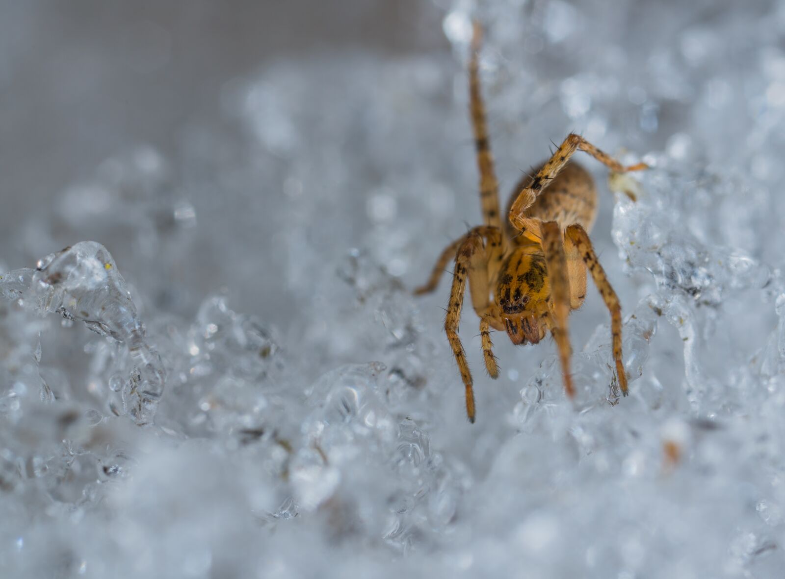#124 65/2.8 sample photo. Nature, winter, leann photography