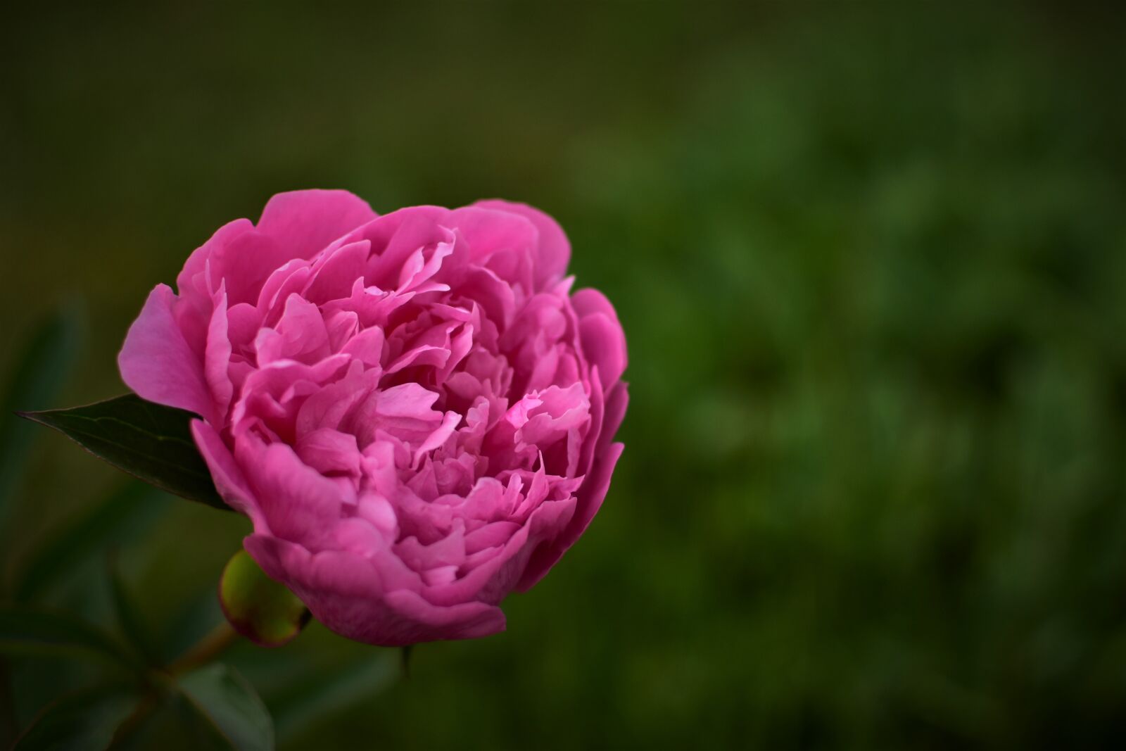 Nikon D7200 sample photo. Pink peony, focus, detail photography