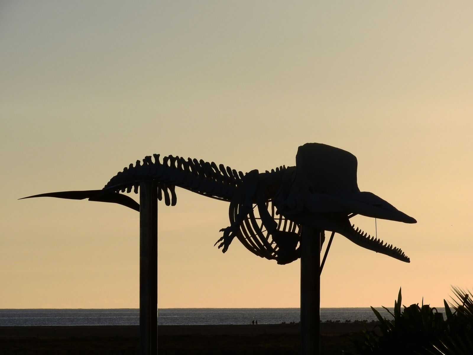 Nikon Coolpix P610 sample photo. Whale, bones, sunset photography