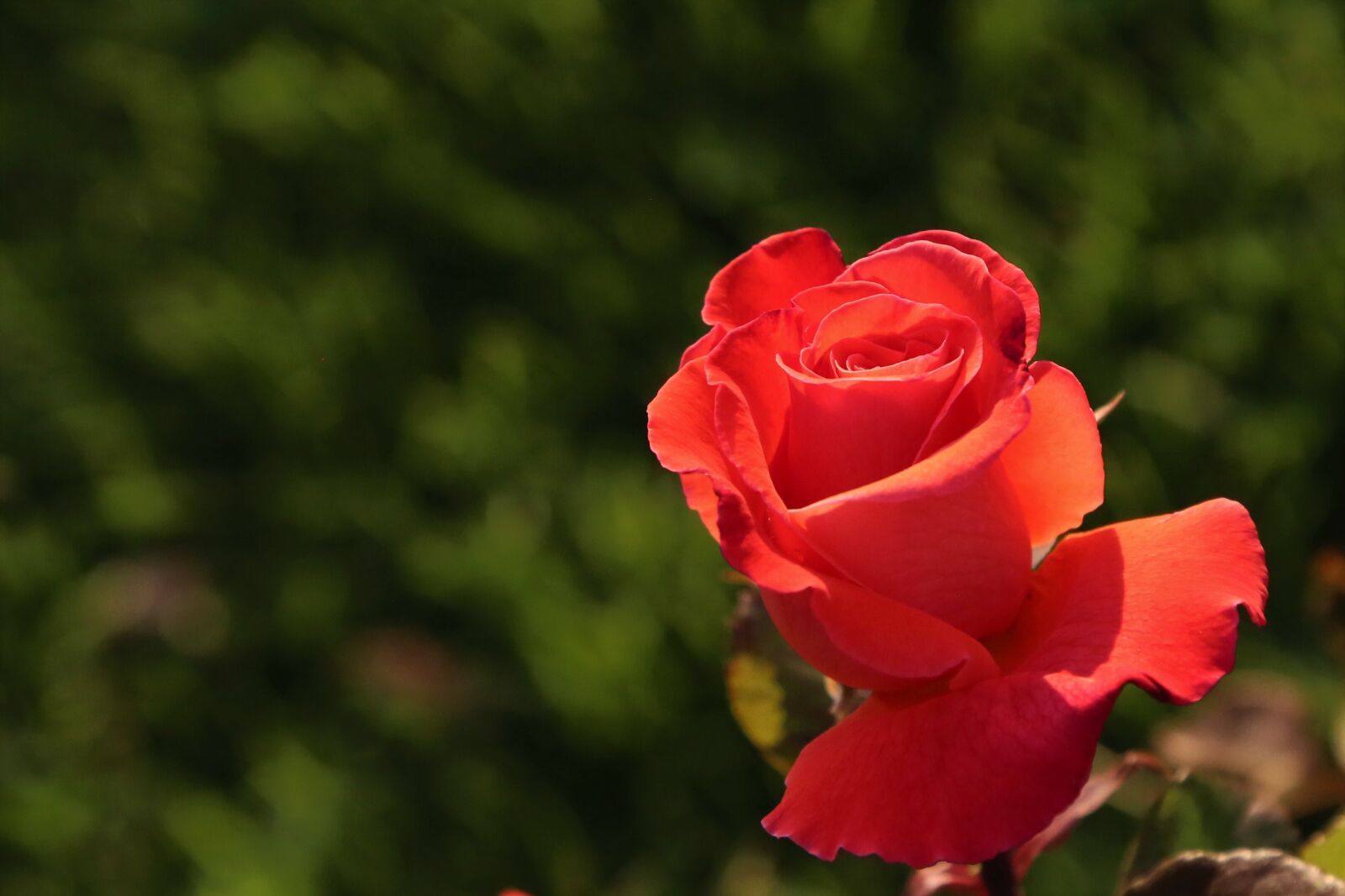Canon EF 24-105mm F4L IS USM sample photo. Rose, nature, love photography