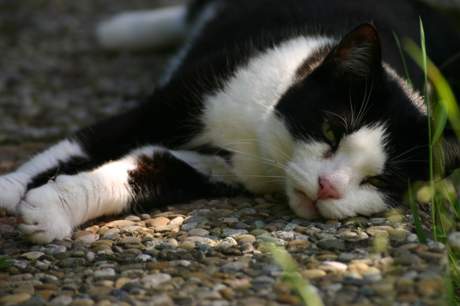 Canon EOS 300D (EOS Digital Rebel / EOS Kiss Digital) sample photo. Cat, sunning, domestic cat photography