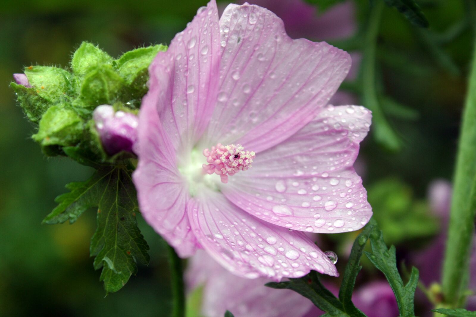 Canon EOS 350D (EOS Digital Rebel XT / EOS Kiss Digital N) sample photo. Mallow, musk mallow, flower photography
