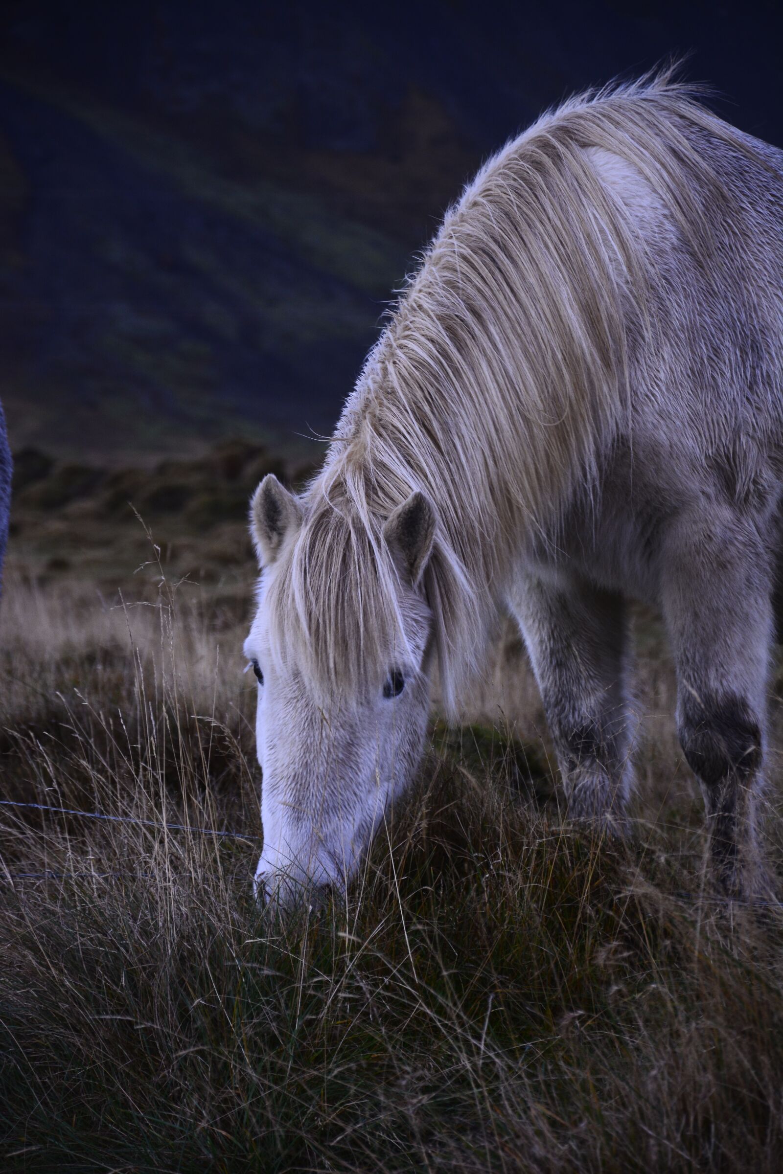 Nikon D7100 sample photo. Iceland, horse, white photography