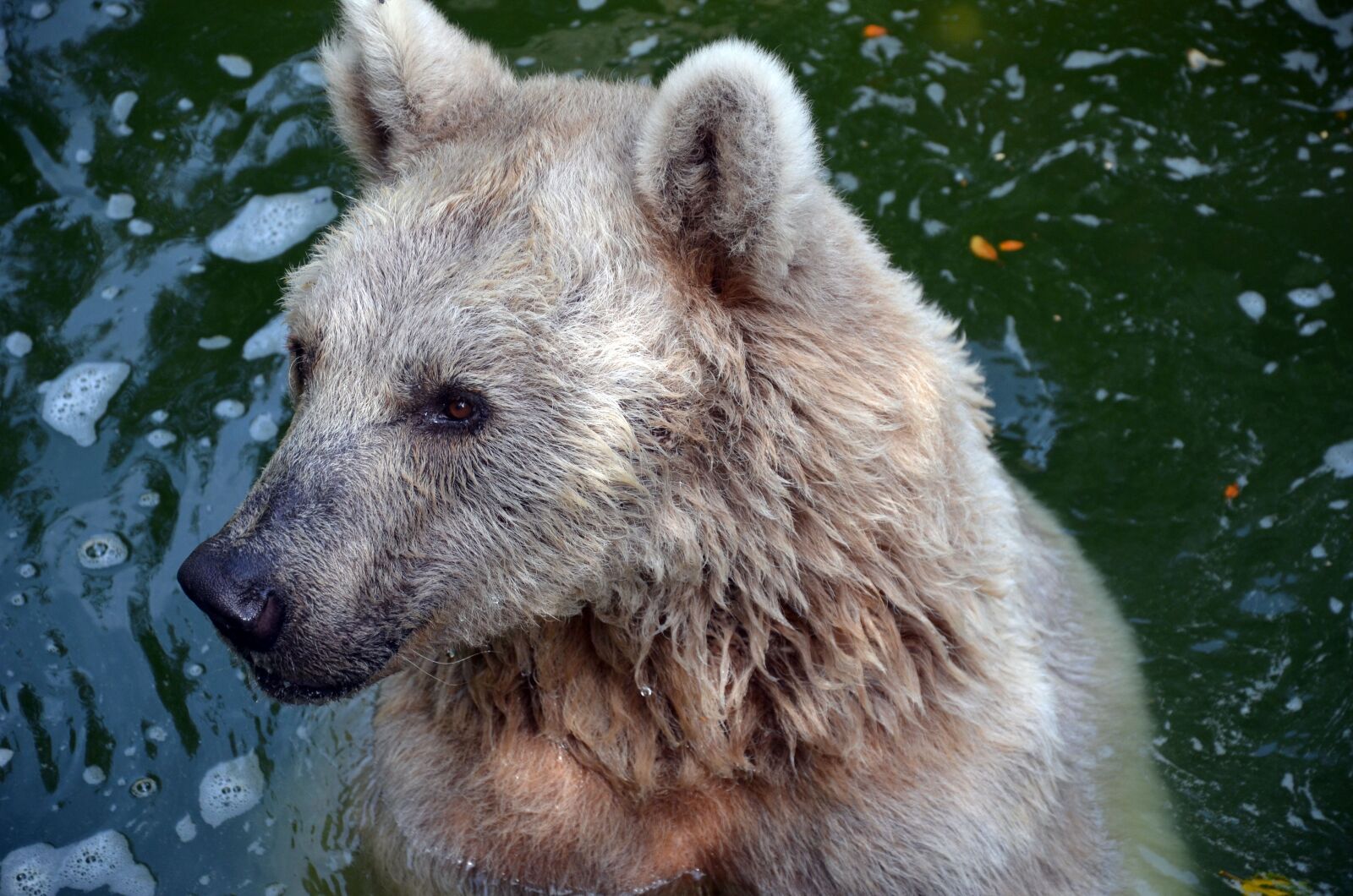 Nikon D5100 sample photo. Bear, zoo, predator photography