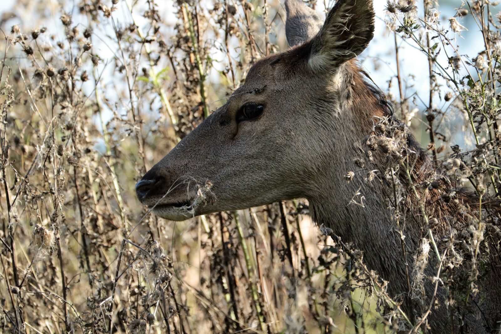 Canon EOS 7D Mark II + Canon EF 70-300mm F4-5.6L IS USM sample photo. Deer, doe, animal photography