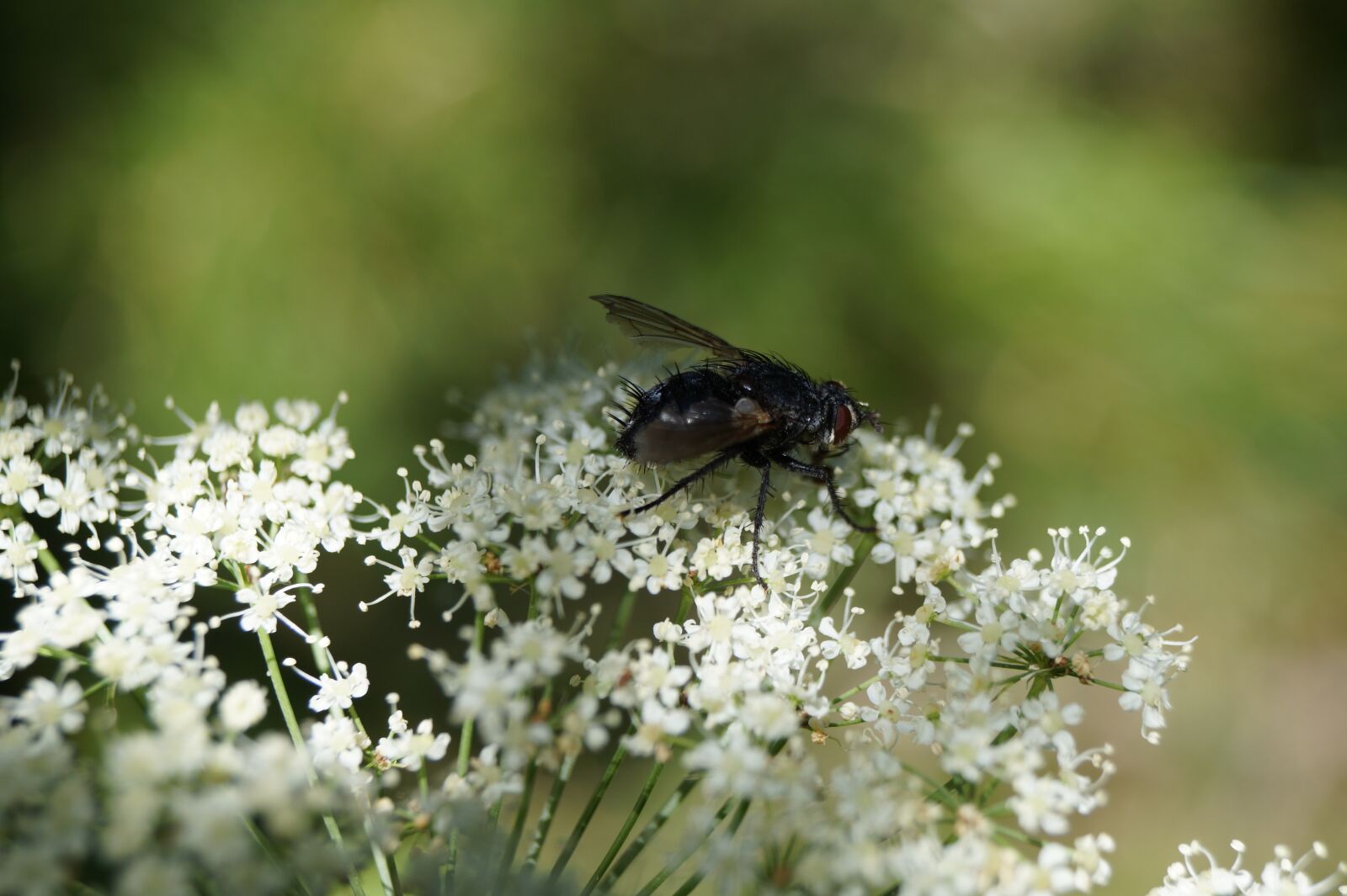 Sony SLT-A58 sample photo. Gadfly, insect, animal photography