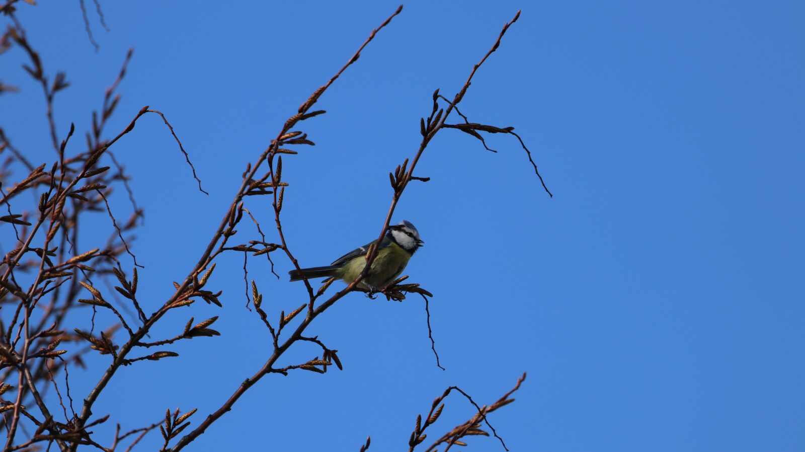 150-600mm F5-6.3 DG OS HSM | Contemporary 015 sample photo. Bird, nature, animal world photography