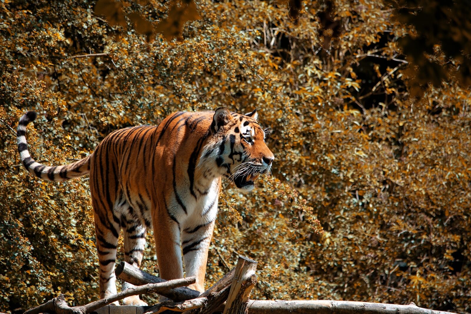 Nikon D7100 sample photo. Tiger, animal, animal world photography