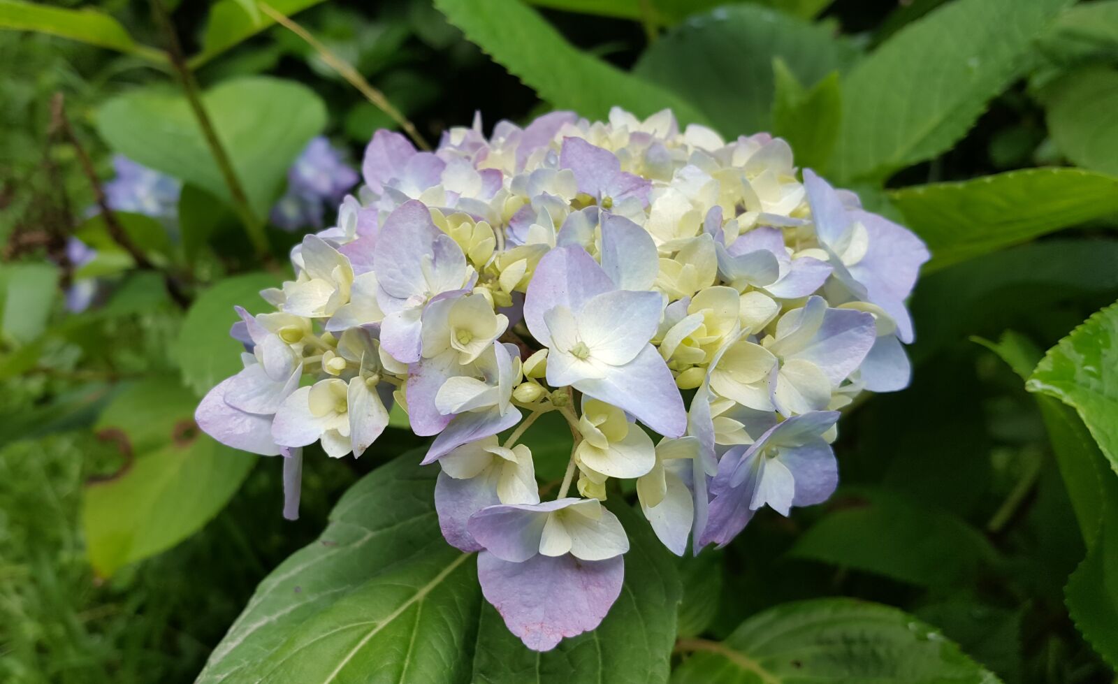 Samsung Galaxy Note5 sample photo. Hydrangea, purple, spring photography