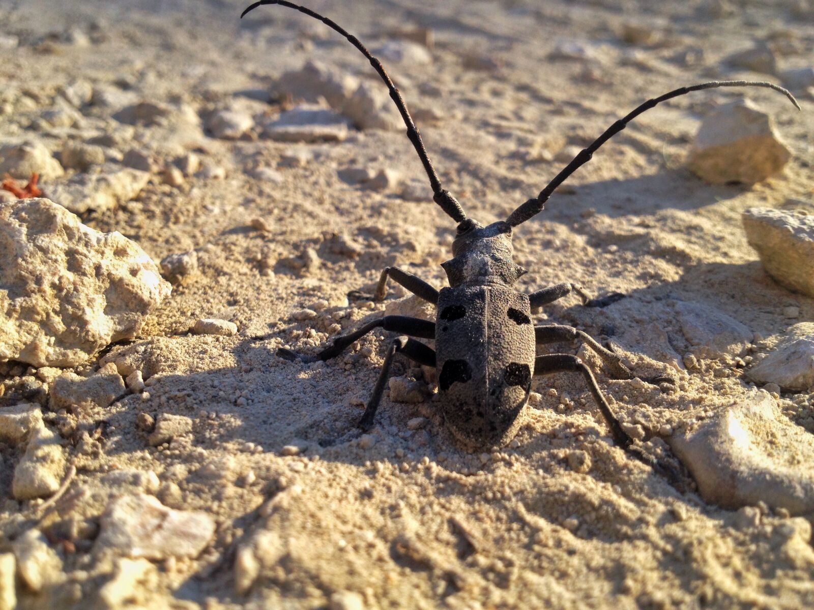 iPhone 4S back camera 4.28mm f/2.4 sample photo. Live nature, list, pustynia photography