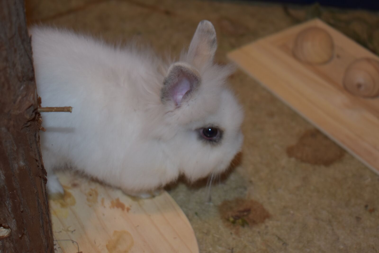 Nikon D3500 sample photo. Rabbit, hare, animal photography