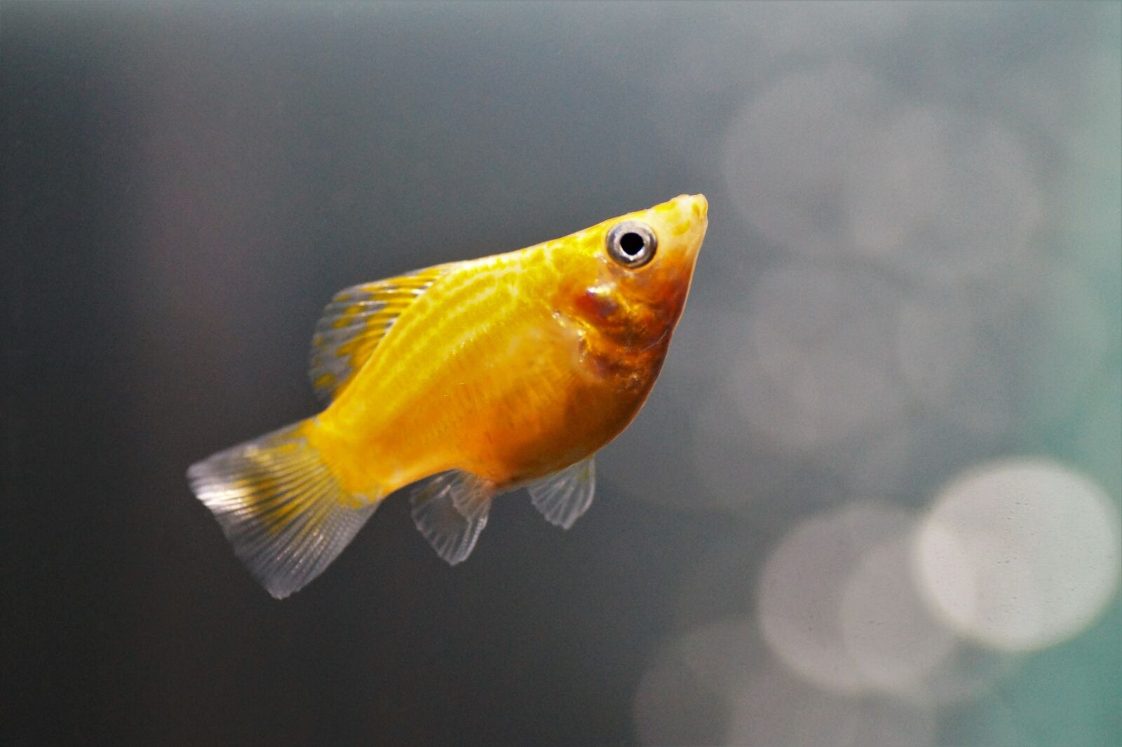 Sony SLT-A58 sample photo. Fishy, aquarium, freshwater photography