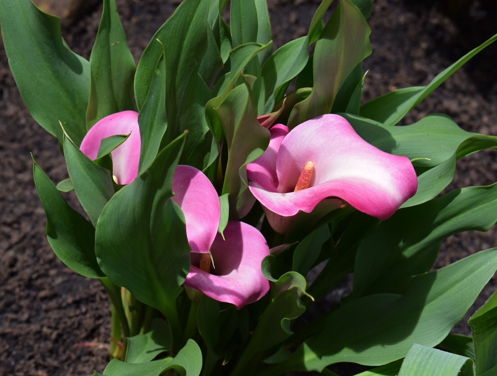 Nikon D3300 sample photo. Calla lily, flower, blossom photography