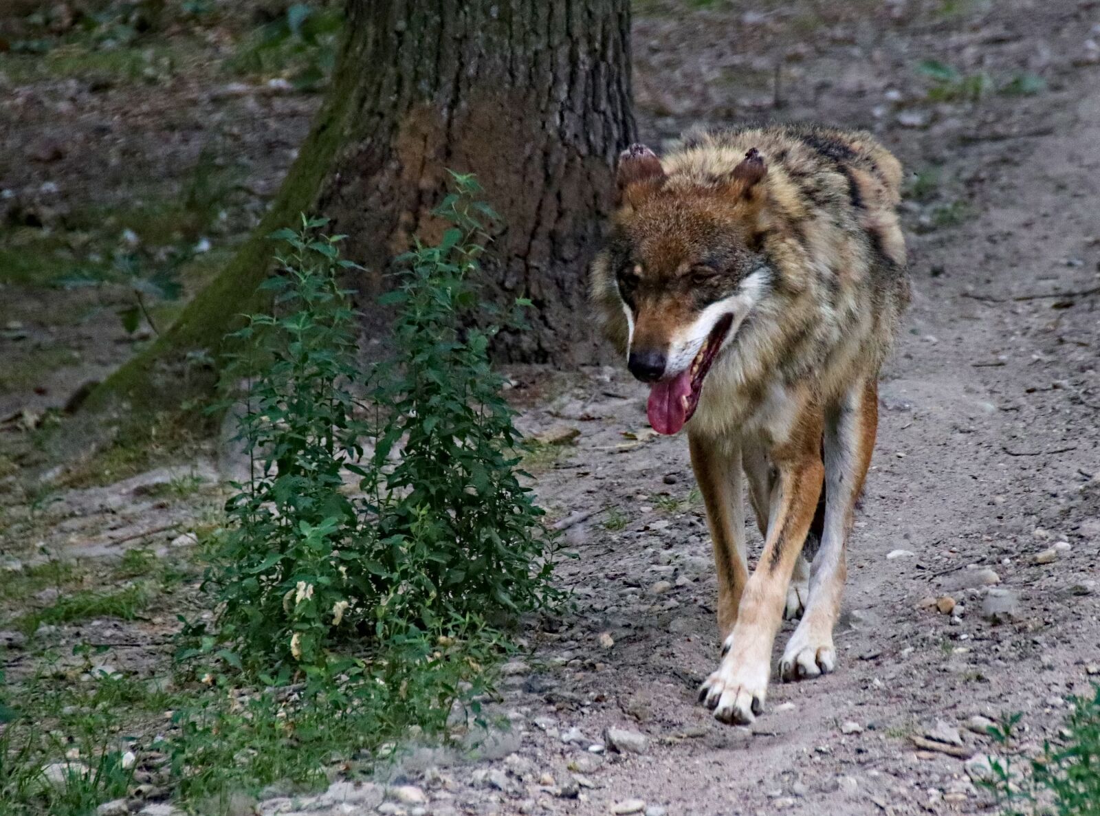 Canon EOS 77D (EOS 9000D / EOS 770D) sample photo. Wolf, beast, psovitá photography