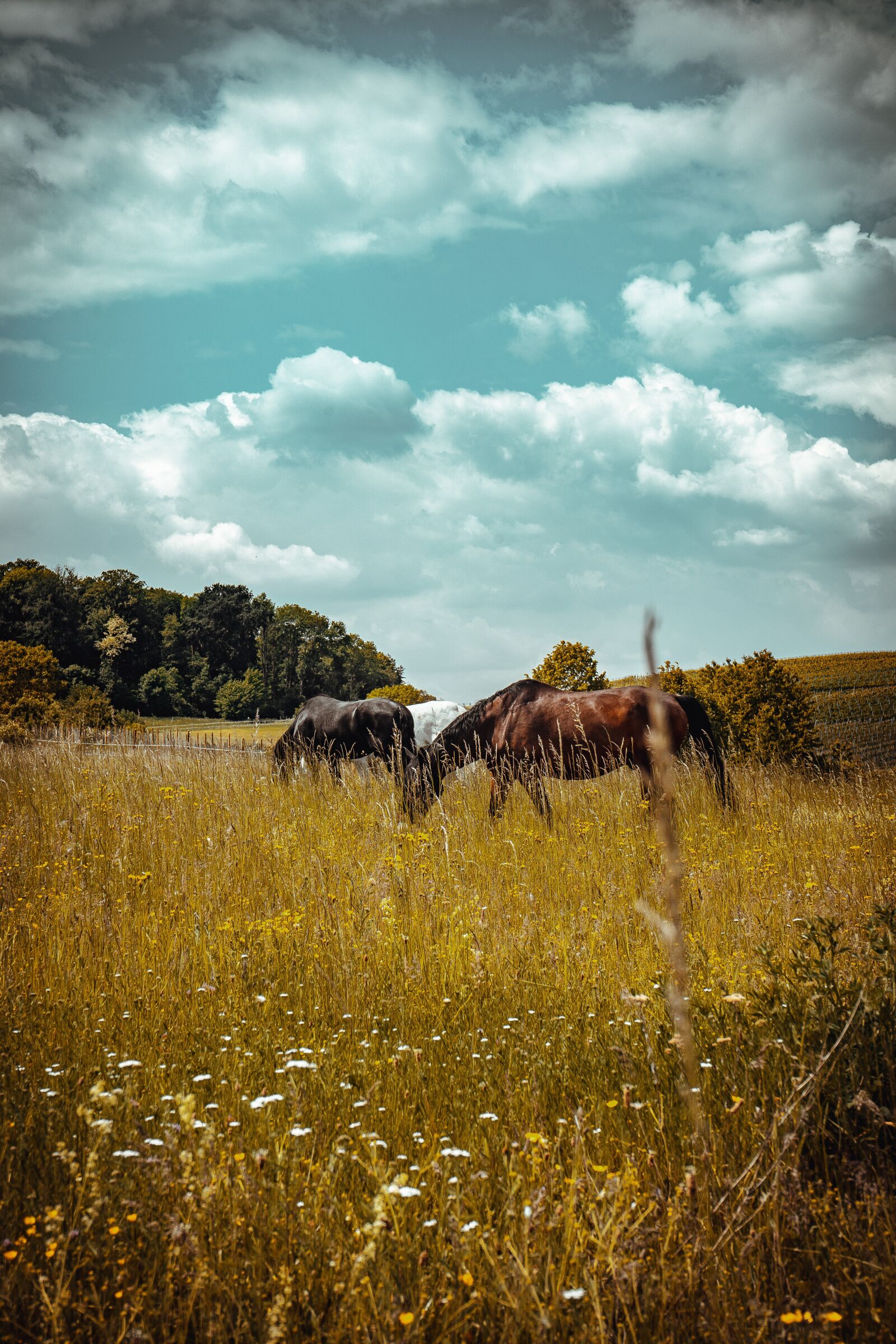 Sony a7 II + Sony FE 28-70mm F3.5-5.6 OSS sample photo. Horse, horses, nature photography