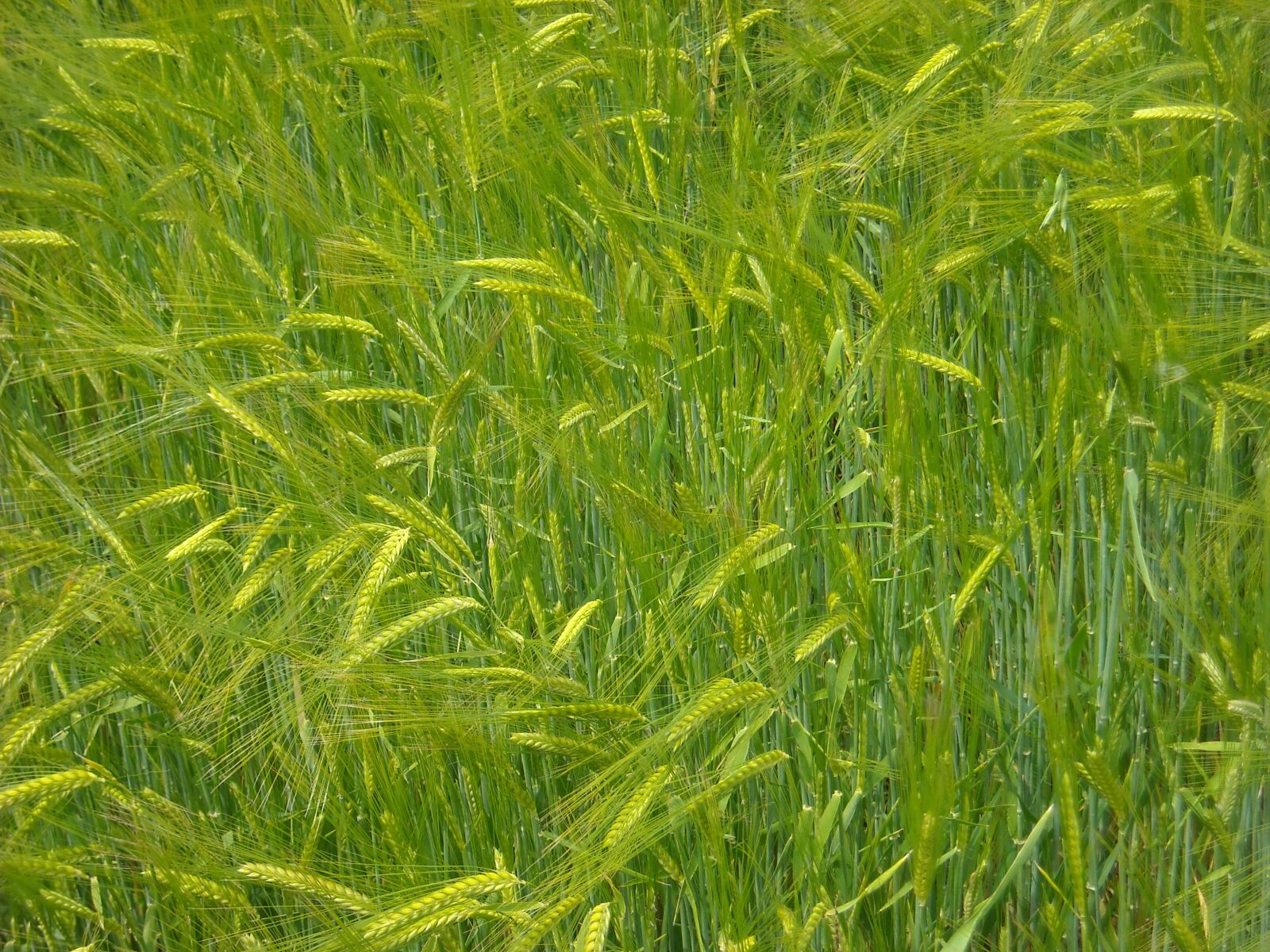 Nikon Coolpix L18 sample photo. Ears, wheat field, wheat photography