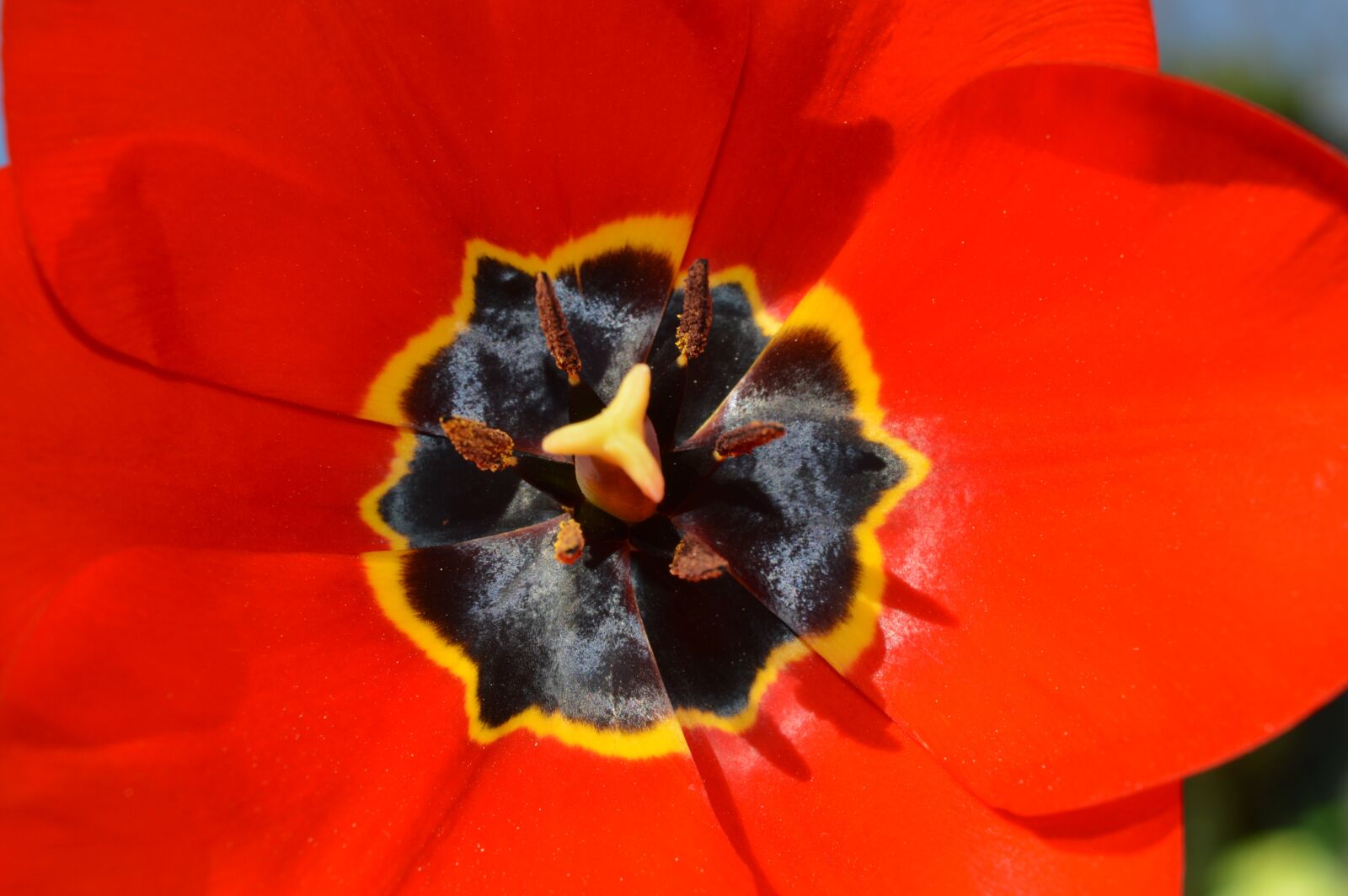 Nikon D3200 sample photo. Spring, flower, flowering photography