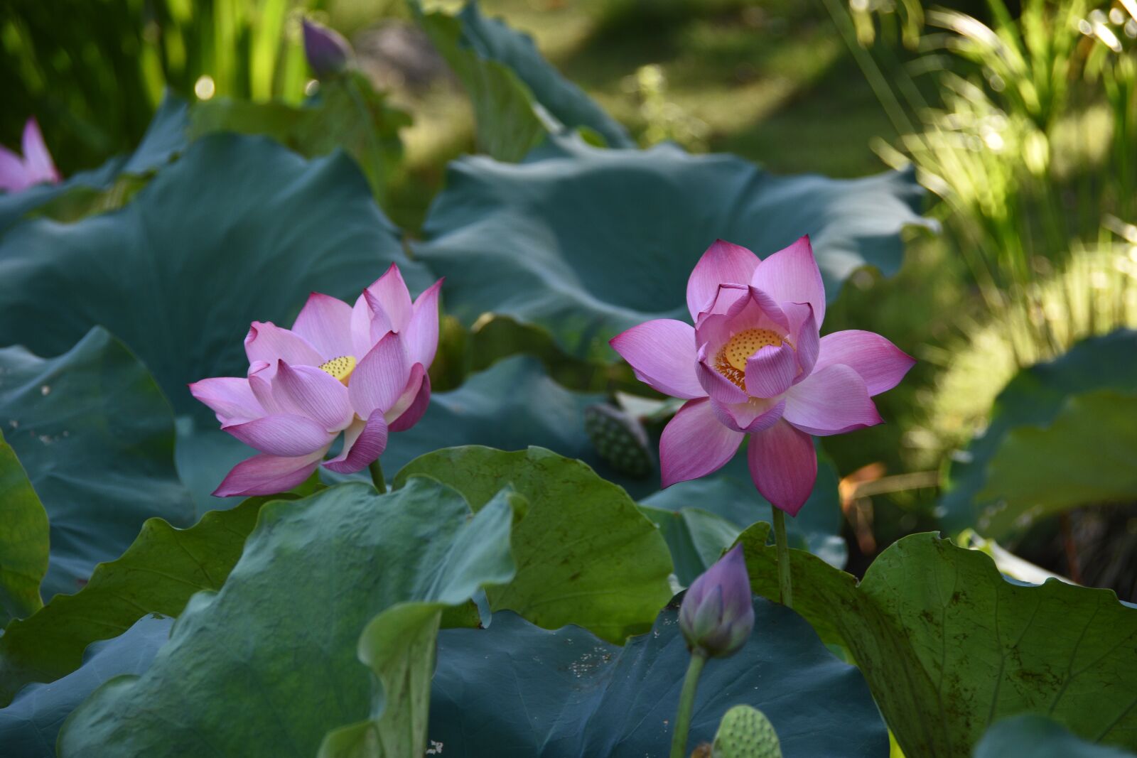 Nikon D7200 sample photo. Lotus, fragrant, pink photography