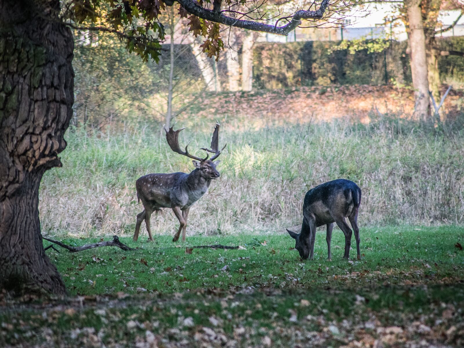 Nikon D5300 sample photo. Rut, fallow deer, animals photography