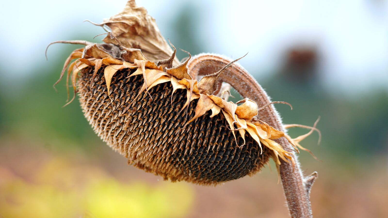 Sony E 70-350mm F4.5-6.3 G OSS sample photo. Sunflower, flowers, withered photography