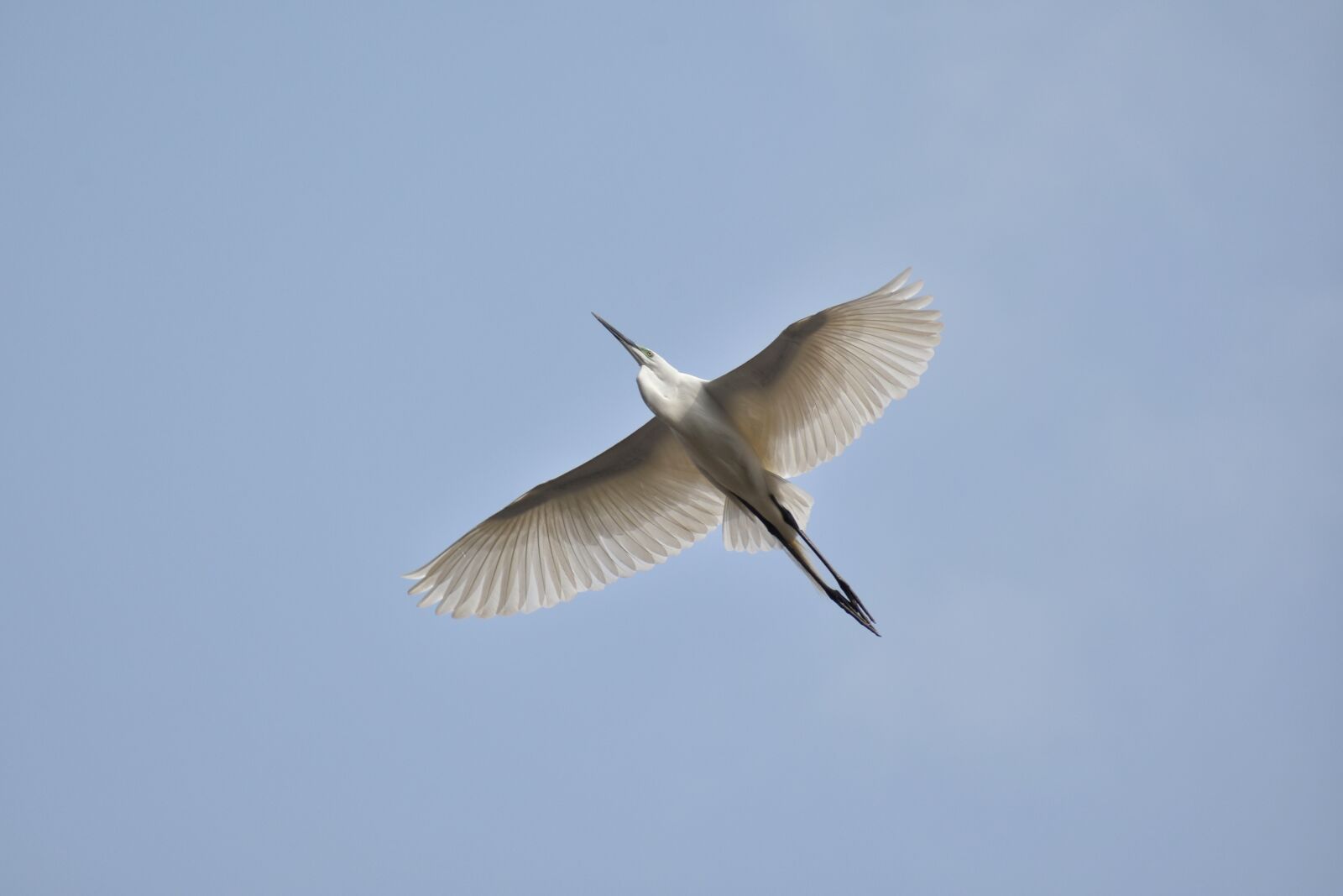 Nikon D7200 sample photo. Animal, sky, bird photography