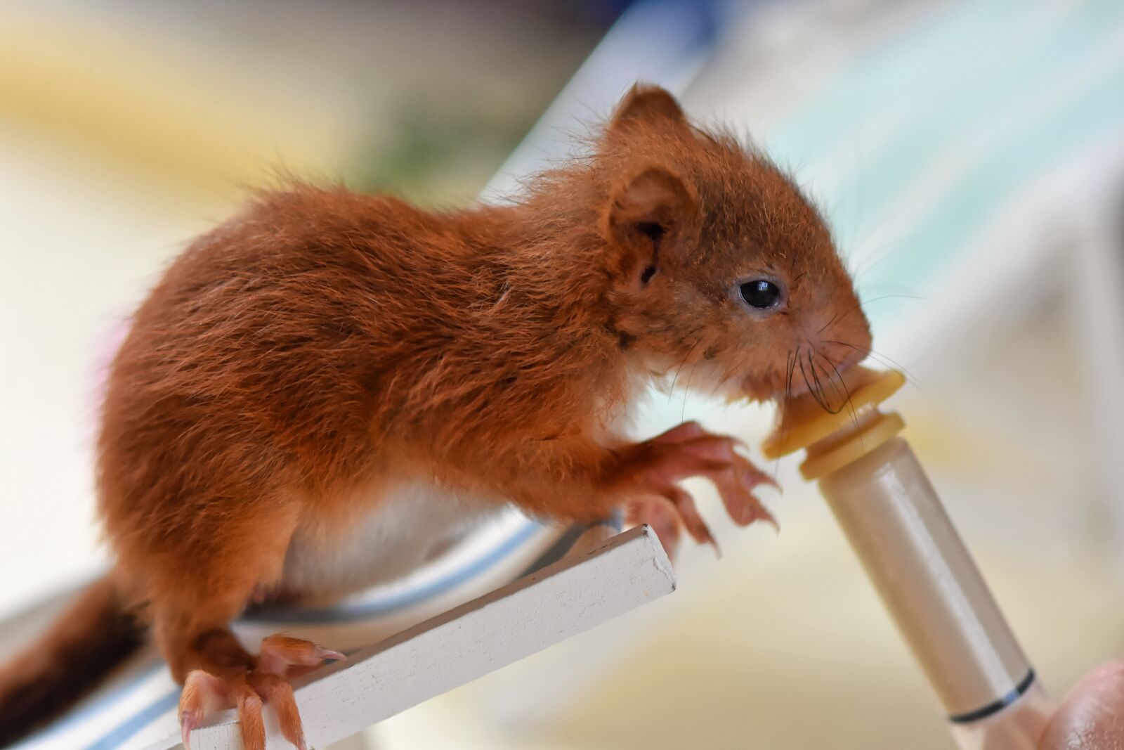 Nikon D7200 sample photo. Squirrel, baby, beef up photography