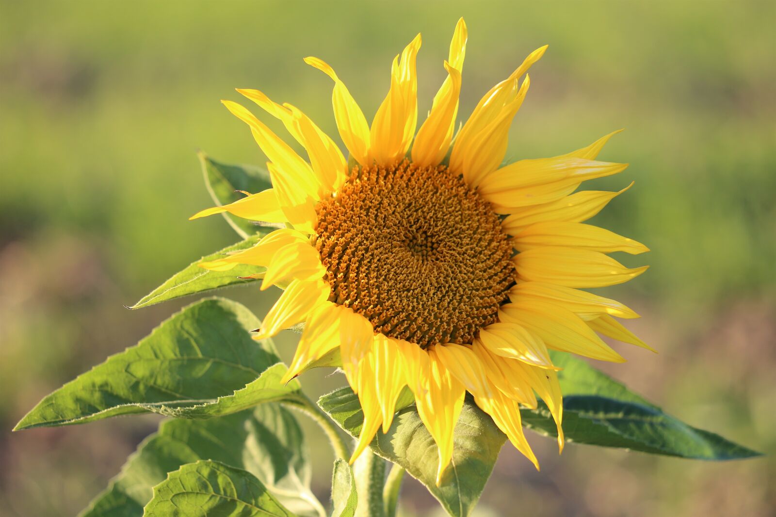 Canon EF 70-300 F4-5.6 IS II USM sample photo. Sunflower, plant, flower photography