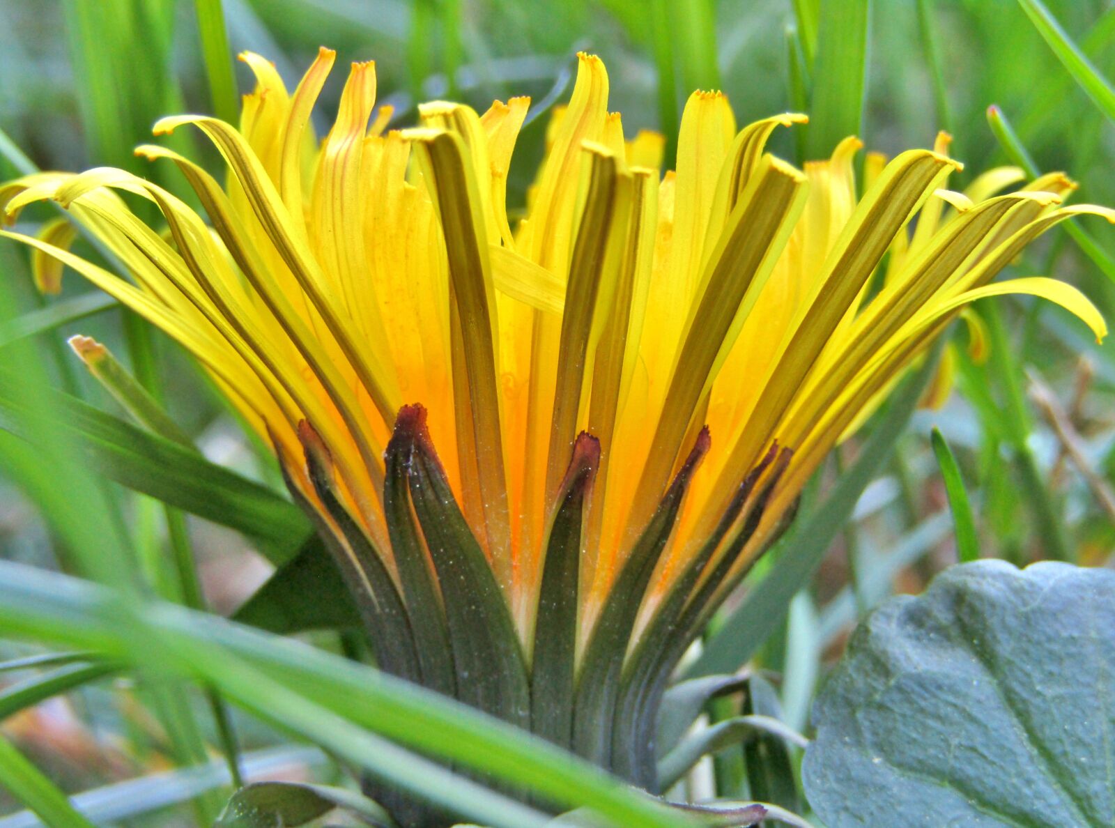 Canon POWERSHOT SX432 IS sample photo. Dandelion, bud, close up photography