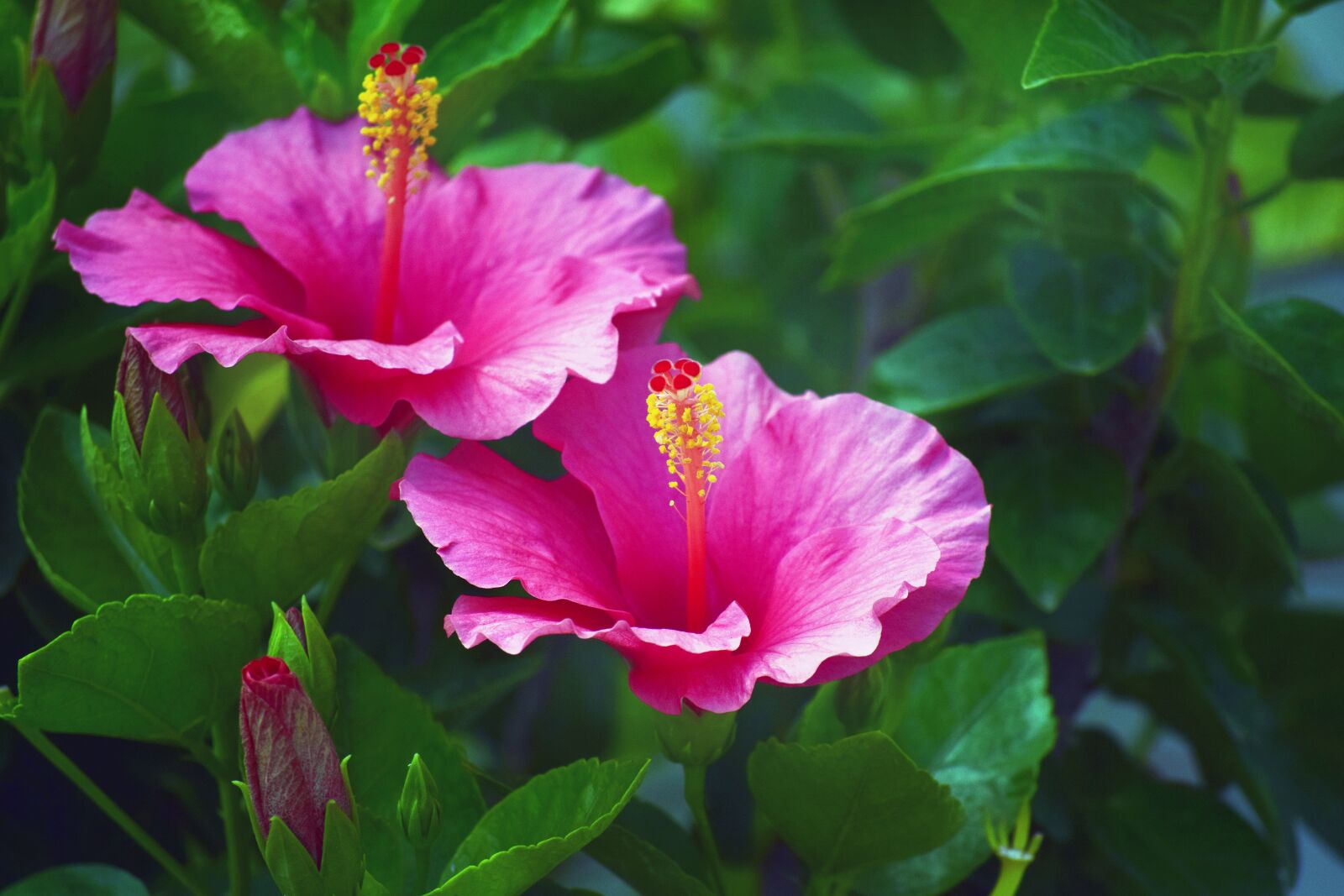 Nikon D5300 sample photo. Hibiscus, red, pink photography