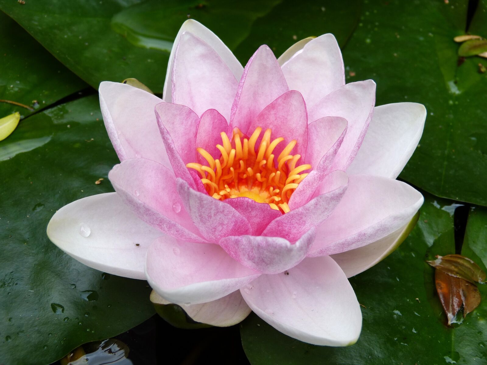 Panasonic Lumix DMC-FZ150 sample photo. Water lily, garden pond photography