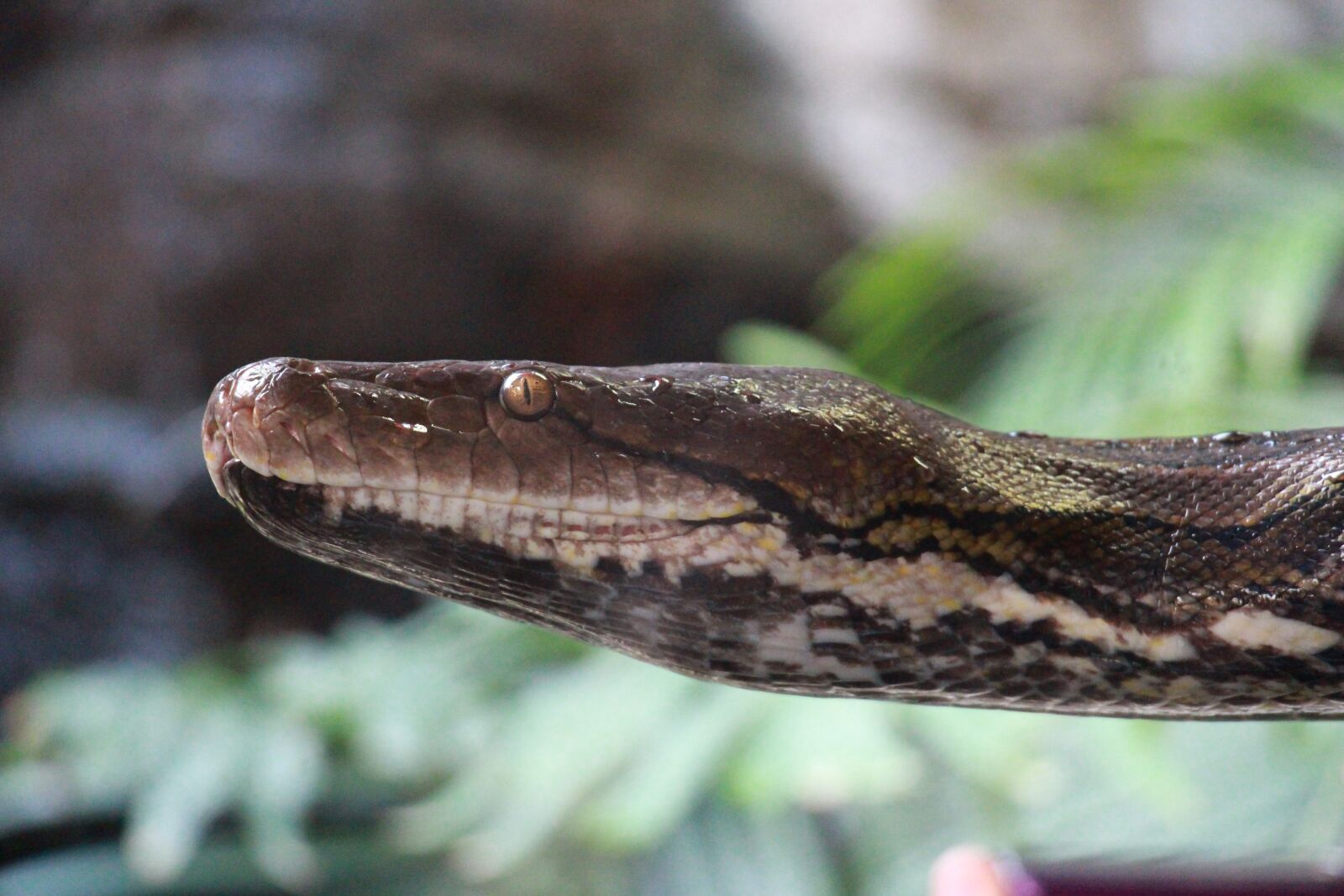 Canon EOS 650D (EOS Rebel T4i / EOS Kiss X6i) sample photo. Snake, zoo, snakehead photography