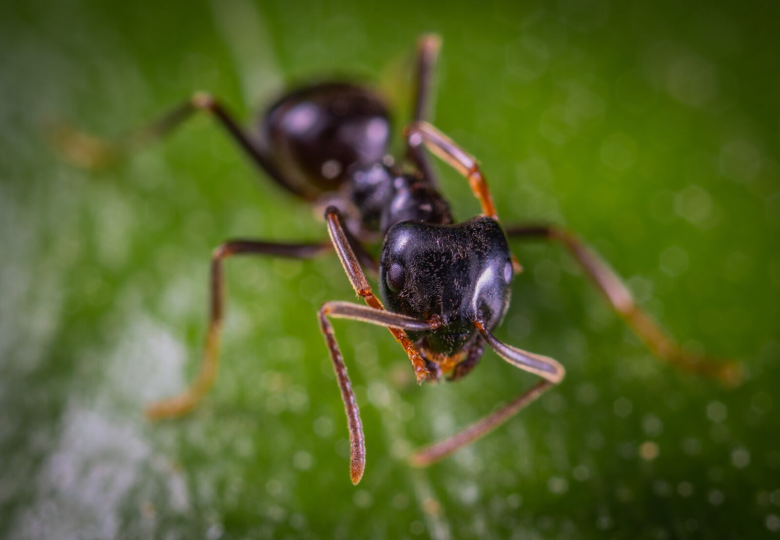 Sony a7R II sample photo. Macro, insect photography