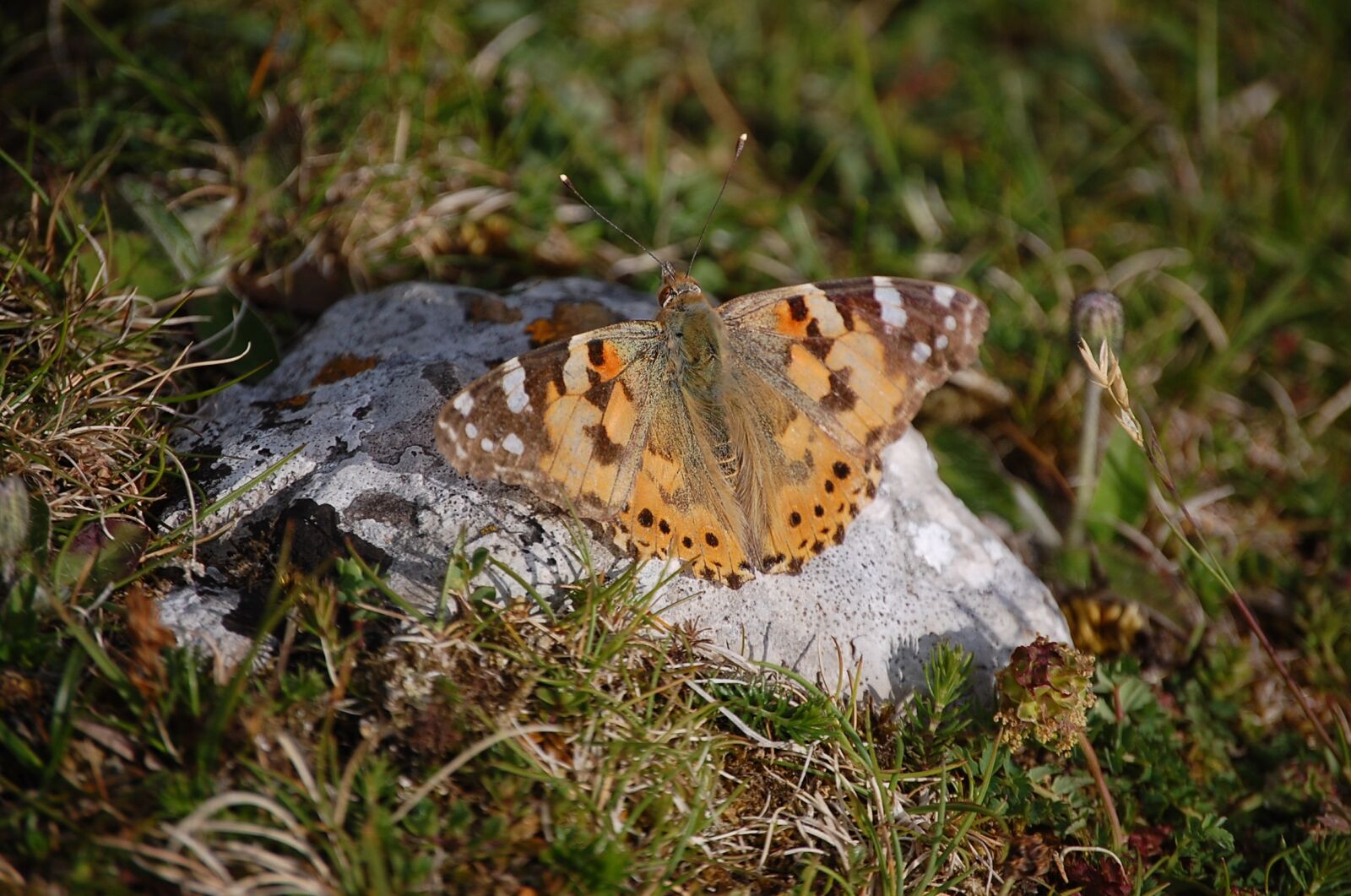 Nikon D40 sample photo. Butterfly, stone, nature photography