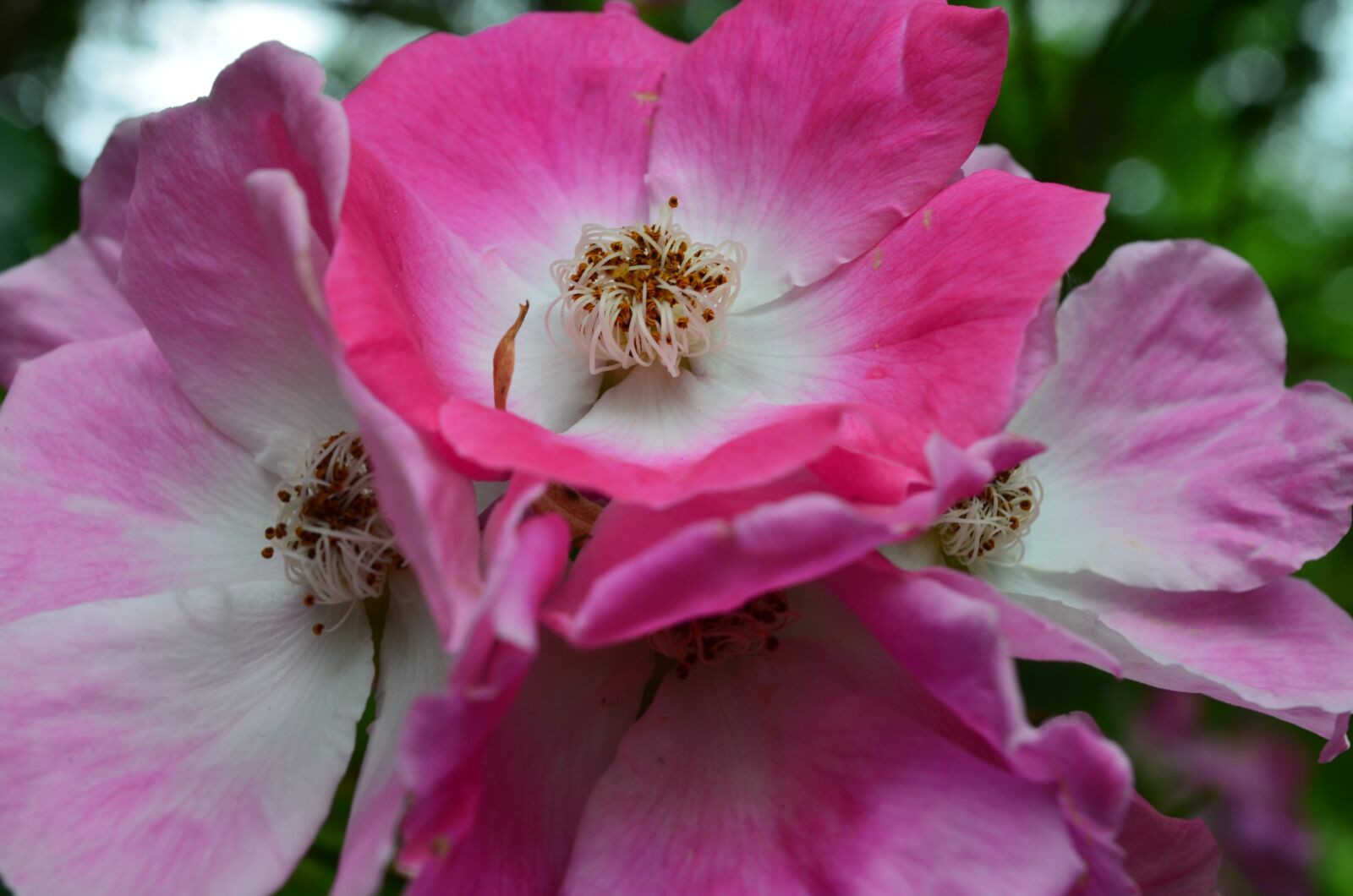 Nikon D5100 sample photo. Flower, rosa, petal photography