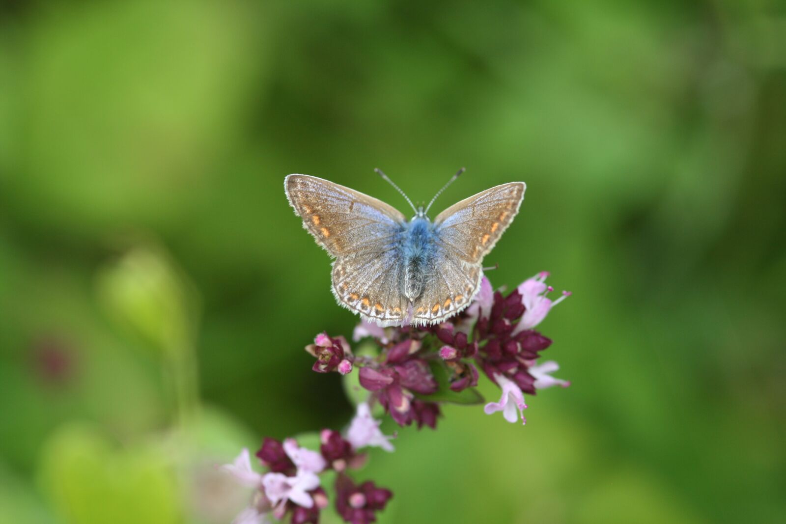 Canon EOS 350D (EOS Digital Rebel XT / EOS Kiss Digital N) sample photo. Pollination, butterfly, flower photography