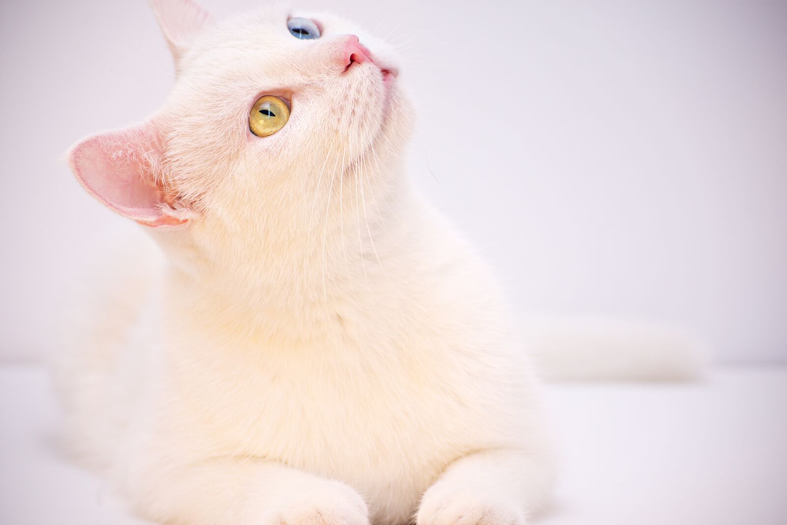 Nikon D3400 sample photo. White, angora, turkish photography